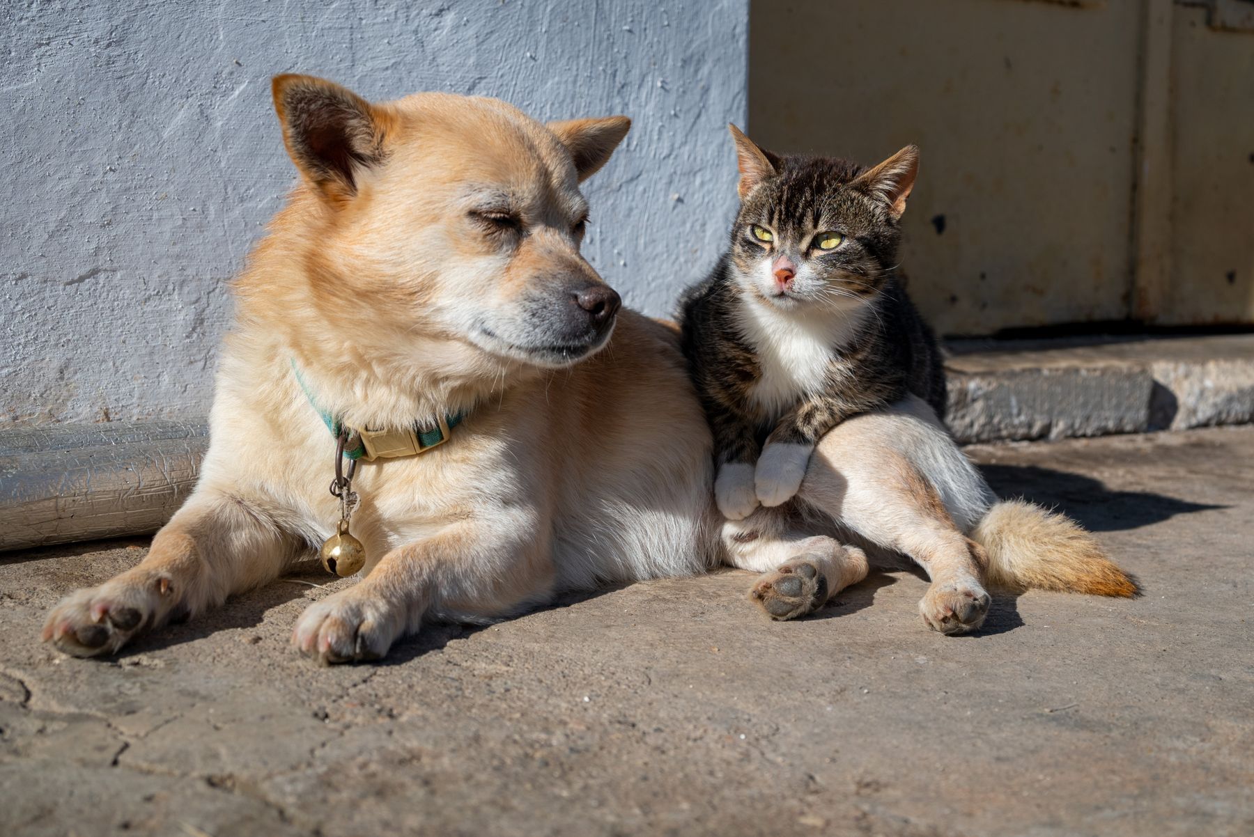 Hond en kat ontspannen samen in de zon