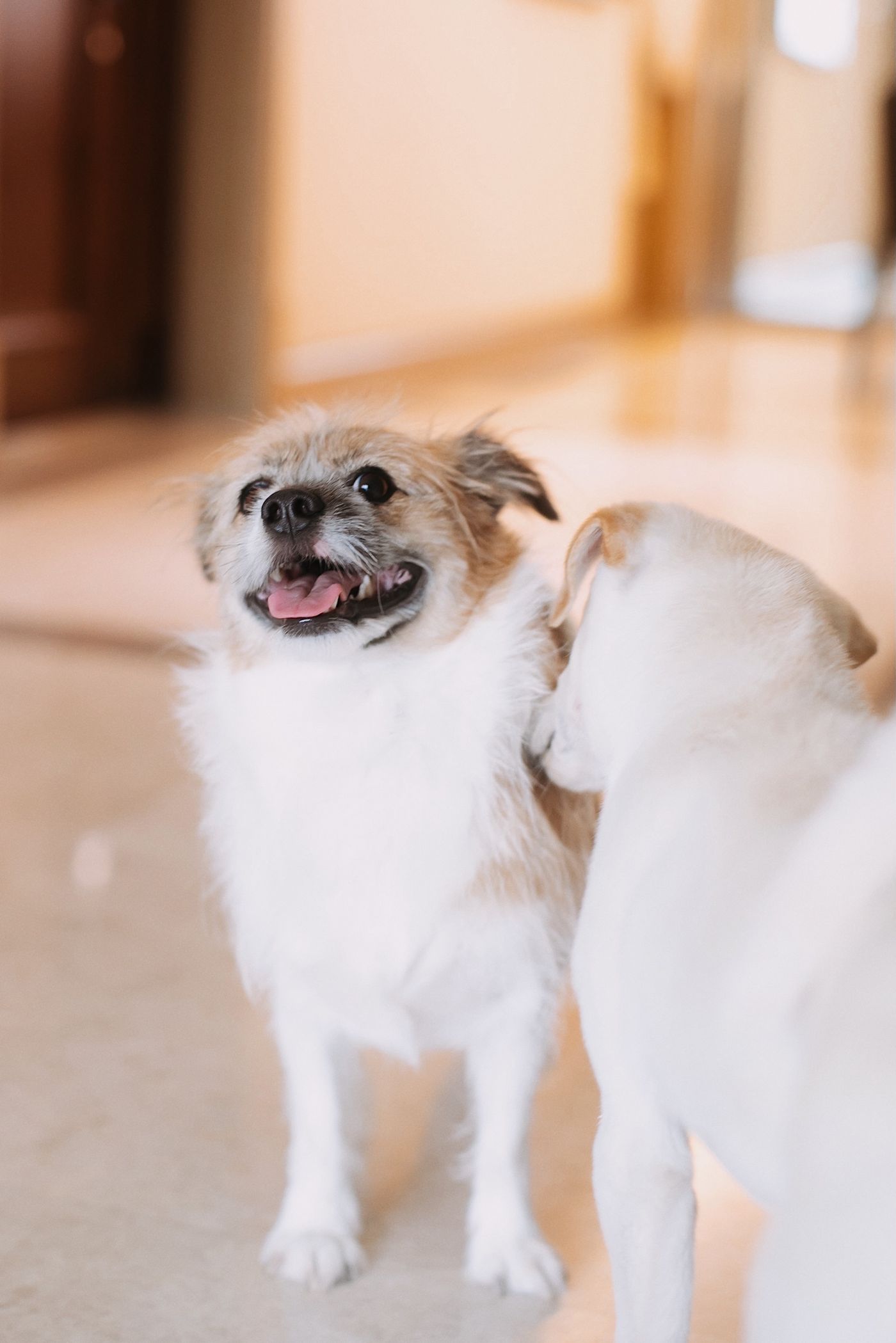 Twee honden spelen samen tijdens de opvang