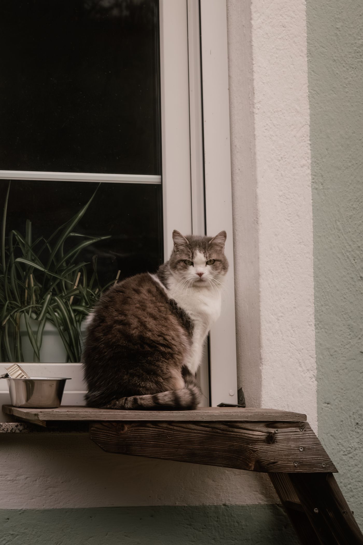 Kat op een rustige plek bij het raam